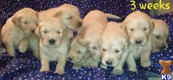 golden retriever puppy posted by Shades of Golden